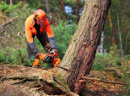 Reliable Warren, IL Tree Services Solutions