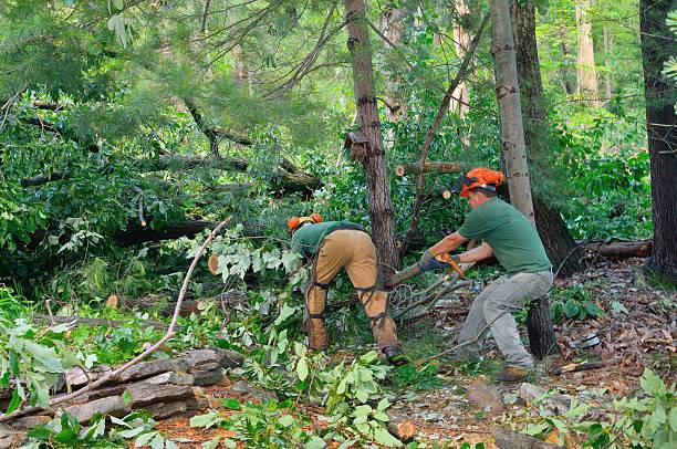 Best Tree Preservation Services  in Warren, IL